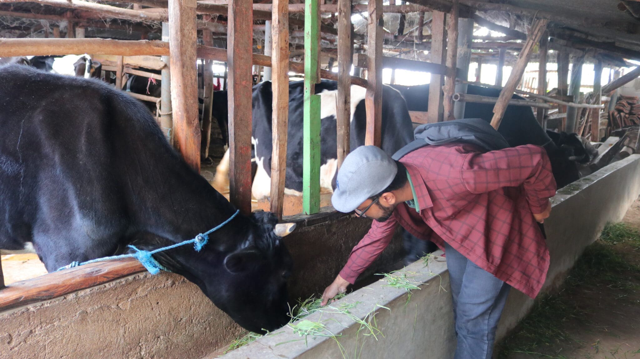 Mahasiswa BIPA memberi makan sapi dan minum susu sapi 